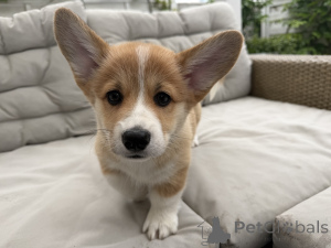 Zdjęcie №3. Suczka Welsh Corgi Pembroke FCI - przebadani rodzice. Polska