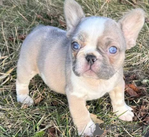 Zdjęcie №2 do zapowiedźy № 163488 na sprzedaż   - wkupić się Austria 