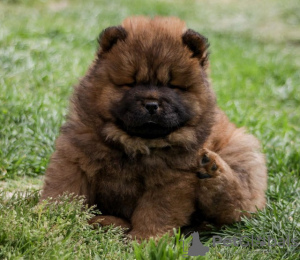 Dodatkowe zdjęcia: Chow Chow