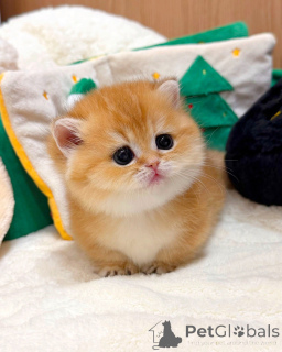 Zdjęcie №3. Kotek brytyjski krótkowłosy. Niemcy