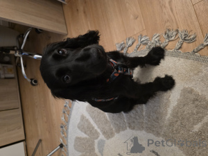 Zdjęcie №2 do zapowiedźy № 148395 na sprzedaż  cocker spaniel angielski - wkupić się Polska prywatne ogłoszenie