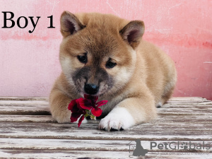 Zdjęcie №3. shiba inu. Węgry