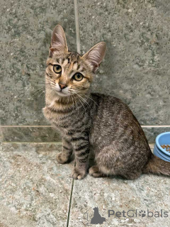 Zdjęcie №2 do zapowiedźy № 155852 na sprzedaż   - wkupić się Federacja Rosyjska prywatne ogłoszenie