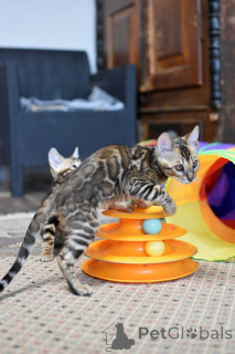 Zdjęcie №2 do zapowiedźy № 166567 na sprzedaż  kot bengalski - wkupić się Białoruś prywatne ogłoszenie, od żłobka, hodowca