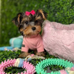 Zdjęcie №2 do zapowiedźy № 149976 na sprzedaż  yorkshire terrier - wkupić się USA prywatne ogłoszenie, od żłobka, ze schronu, hodowca