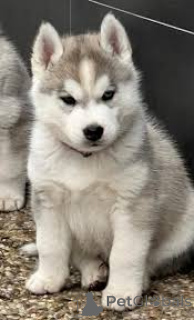 Zdjęcie №3. Sprzedam szczenięta Siberian Husky. Holandia