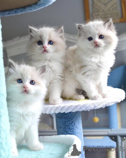 Zdjęcie №1. ragdoll - na sprzedaż w Dusseldorf | Bezpłatny | Zapowiedź № 160189