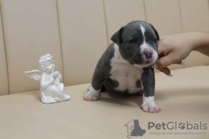 Zdjęcie №1. staffordshire bull terrier - na sprzedaż w Kiszyniów | 3348zł | Zapowiedź №62653