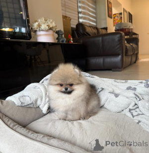 Zdjęcie №1. szpic miniaturowy - na sprzedaż w Berlin | 1756zł | Zapowiedź №167355