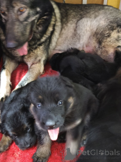 Zdjęcie №2 do zapowiedźy № 164937 na sprzedaż  saarlooswolfhond - wkupić się Estonia prywatne ogłoszenie