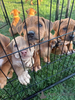 Zdjęcie №1. rhodesian ridgeback - na sprzedaż w Berlin | 7624zł | Zapowiedź №138904