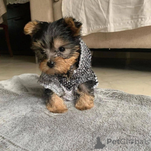 Zdjęcie №1. yorkshire terrier - na sprzedaż w Delsbo | negocjowane | Zapowiedź №157330