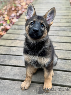 Zdjęcie №1. owczarek niemiecki - na sprzedaż w Brema | negocjowane | Zapowiedź №163586