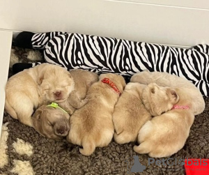 Zdjęcie №2 do zapowiedźy № 125561 na sprzedaż  chow-chow - wkupić się Republika Czeska 