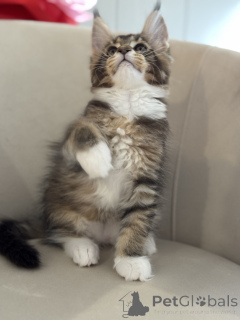 Zdjęcie №2 do zapowiedźy № 164569 na sprzedaż  maine coon - wkupić się Monaco hodowca
