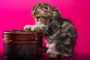 Dodatkowe zdjęcia: Szkockie kocięta składane - marmurowa dziewczynka