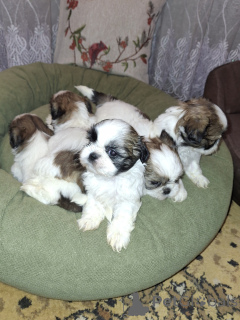 Zdjęcie №1. lhasa apso, maltańczyk, maltipu, szpic miniaturowy, pudel (krasnolud), szpic fiński, shih tzu - na sprzedaż w Ryga | 3348zł | Zapowiedź №167392