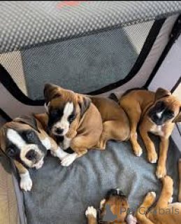 Zdjęcie №1. bokser - na sprzedaż w Bruksela | 4066zł | Zapowiedź №166583