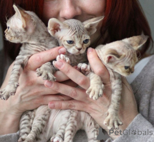 Zdjęcie №1. devon rex - na sprzedaż w Gdańsk | negocjowane | Zapowiedź № 171380