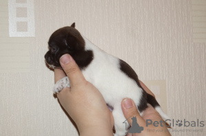 Zdjęcie №1. chihuahua (rasa psów) - na sprzedaż w Petersburg | 2994zł | Zapowiedź №8612