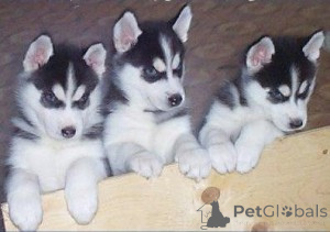 Zdjęcie №1. husky syberyjski - na sprzedaż w Charleroi | 1854zł | Zapowiedź №171081