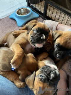 Zdjęcie №1. bokser - na sprzedaż w Rozaje | 1818zł | Zapowiedź №158928