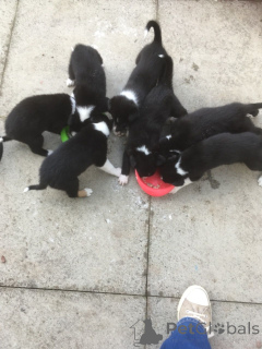 Zdjęcie №2 do zapowiedźy № 172829 na sprzedaż  border collie - wkupić się Republika Czeska prywatne ogłoszenie, hodowca