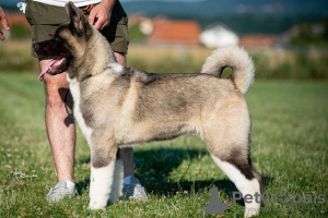 Dodatkowe zdjęcia: Akita amerykańska