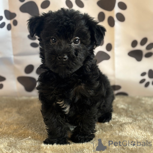 Zdjęcie №4. Sprzedam yorkshire terrier w Nowy Jork. prywatne ogłoszenie - cena - 2317zł