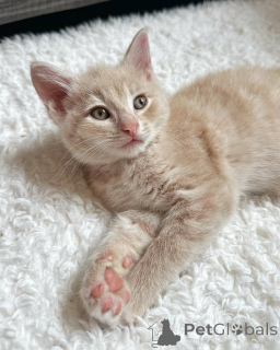 Zdjęcie №2 do zapowiedźy № 150627 na sprzedaż  kot domowy - wkupić się Niemcy ze schronu, hodowca