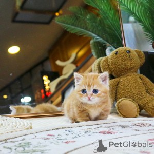 Zdjęcie №3. piękne kocięta Munchkina. Republika Czeska