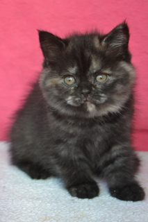 Zdjęcie №1. kot brytyjski krótkowłosy - na sprzedaż w Odessa | 971zł | Zapowiedź № 5566
