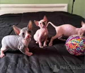 Zdjęcie №1. sfinks - na sprzedaż w Tampere | 2774zł | Zapowiedź № 164826