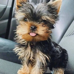 Zdjęcie №2 do zapowiedźy № 123175 na sprzedaż  yorkshire terrier - wkupić się Finlandia 