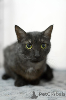 Zdjęcie №3. Atena to kotka o rzadkiej urodzie, jakby utkana z nocy i srebra.. Federacja Rosyjska