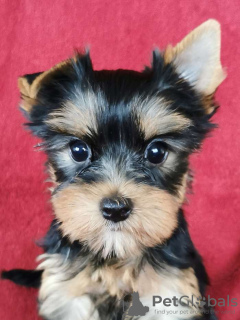 Zdjęcie №1. yorkshire terrier - na sprzedaż w Genewa | Bezpłatny | Zapowiedź №55712