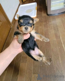Zdjęcie №1. yorkshire terrier - na sprzedaż w Virginia Beach | 1271zł | Zapowiedź №132399