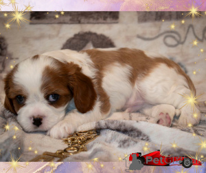 Zdjęcie №3. Cavalier King Charles Spaniel - chłopiec. Białoruś