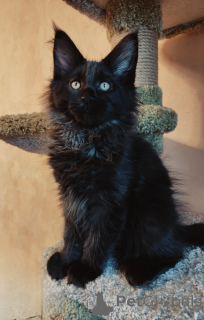 Zdjęcie №1. maine coon - na sprzedaż w Petersburg | 4641zł | Zapowiedź № 176887