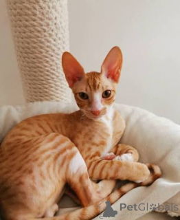 Zdjęcie №2 do zapowiedźy № 173118 na sprzedaż  kot cornish rex - wkupić się Estonia prywatne ogłoszenie, hodowca
