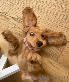 Zdjęcie №4. Sprzedam cocker spaniel angielski w Andelst. hodowca - cena - negocjowane