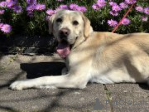 Zdjęcie №3. Samiec labradora retrievera- 3 lata 7 miesięcy. USA