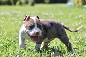 Zdjęcie №3. American Bools XL. Federacja Rosyjska