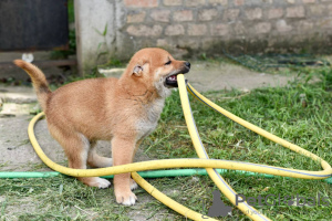 Dodatkowe zdjęcia: Shiba Inu szczenięta