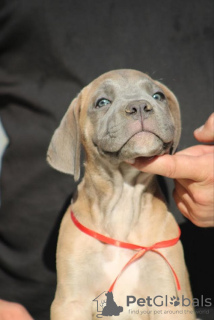 Zdjęcie №3. Szczenięta Cane Corso. Serbia