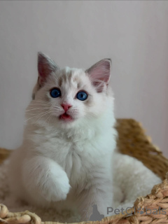 Zdjęcie №2 do zapowiedźy № 170644 na sprzedaż  ragdoll - wkupić się Holandia hodowca