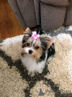 Zdjęcie №3. Szczenięta Yorkie do adopcji. Wielka Brytania