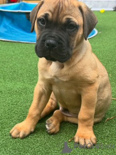 Zdjęcie №3. Ca de Bou. Niemcy