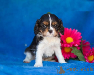 Zdjęcie №2 do zapowiedźy № 136920 na sprzedaż  cavalier king charles spaniel - wkupić się Szwajcaria hodowca