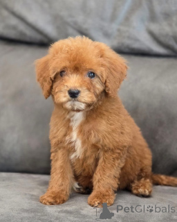 Zdjęcie №4. Sprzedam pudel (zabawka) w London Borough of Camden. prywatne ogłoszenie - cena - 1674zł